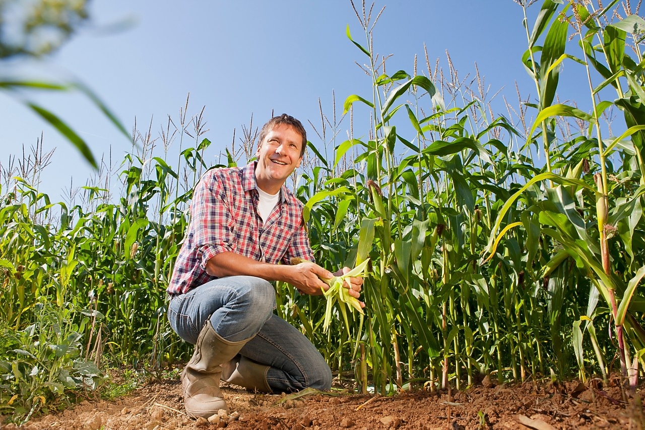 Boer inspecteert zijn gewas (Foto: Getty Images)