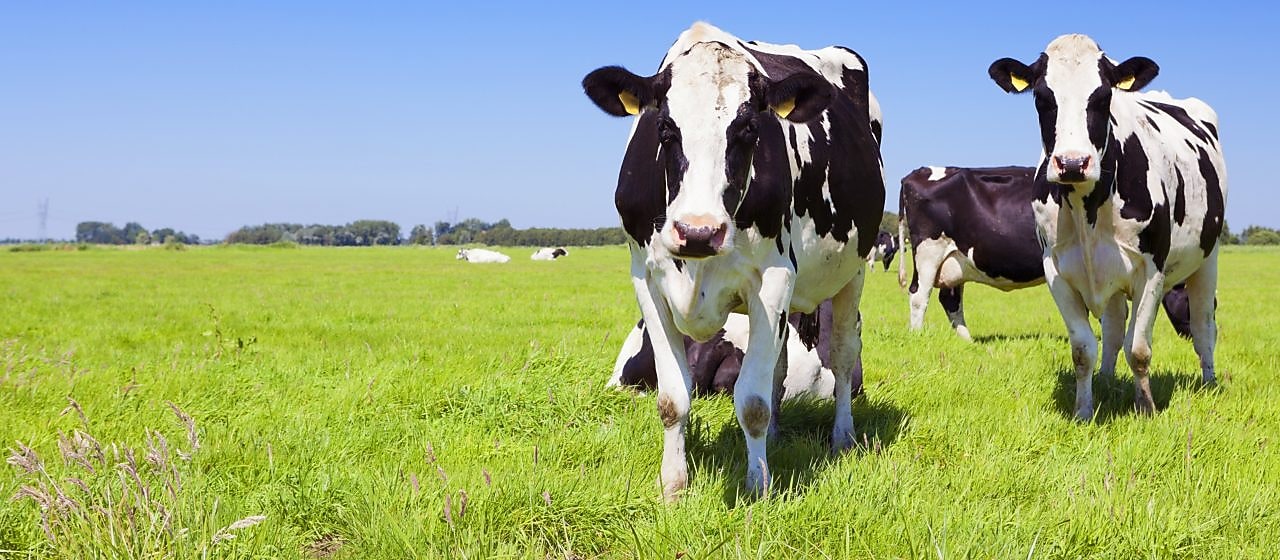 Verantwoorde producten