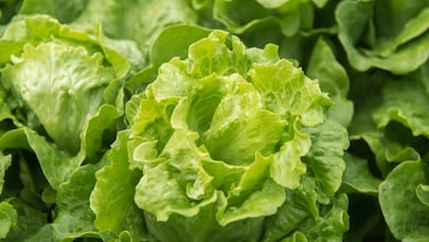 Lokale groenteleveranciers